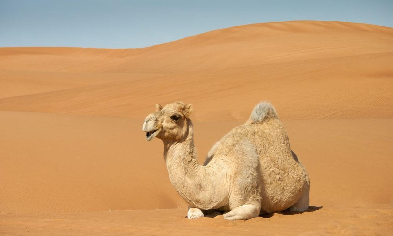 Désert du Sahara